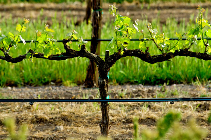 reutilizacion-agua-en-riego-de-viñedos-hanan